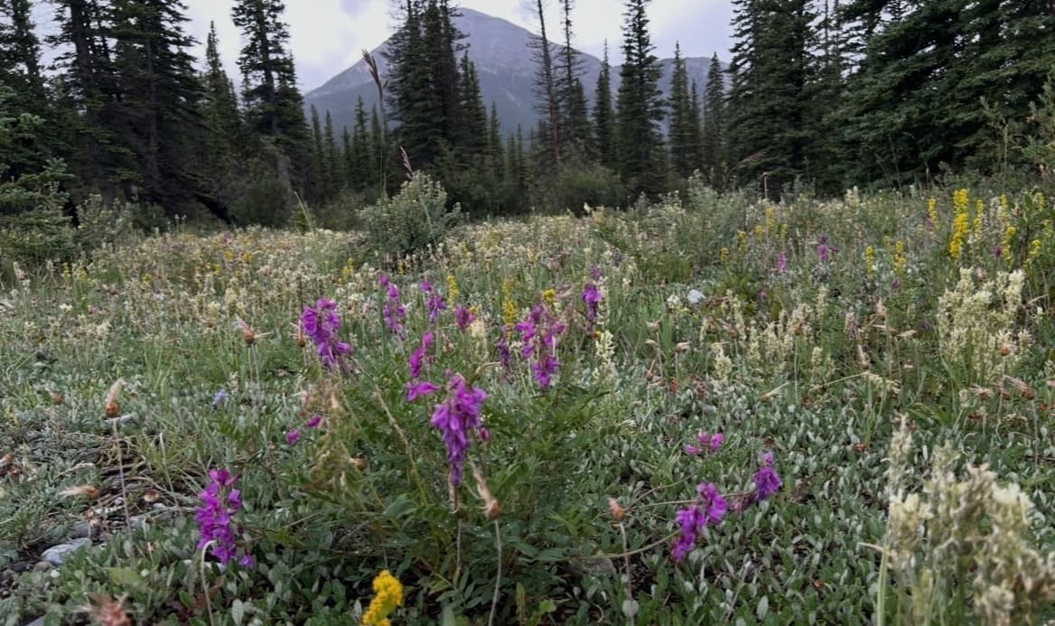 Alpine meadow with purple wildflowers and mountain backdrop in the Canadian Rockies