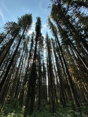 Soft light through mountain terrain — the unhurried beginning of therapeutic work