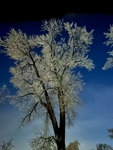 Frost-covered tree glowing at twilight — representing deep brain processing
